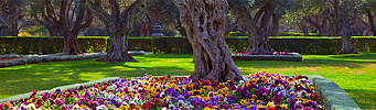 The Baha'i Gardens in Bahji